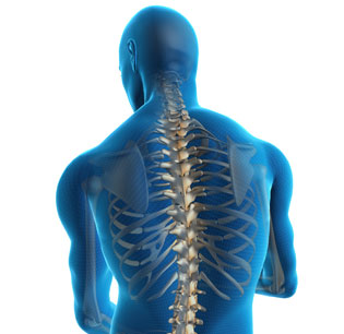 spinal-cord-illustration-renton